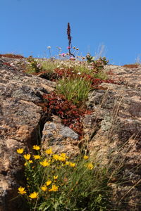 Low angle view of flowering plants against clear sky