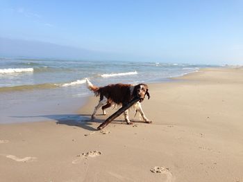 Dog on beach