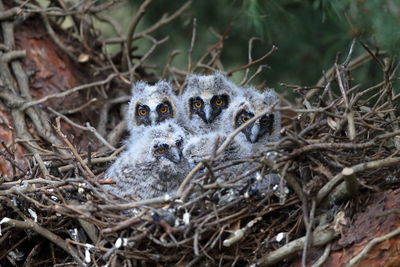 A long-eared owl nest