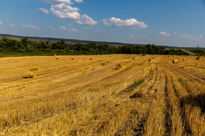 Golden field with spikelets of ripe wheat