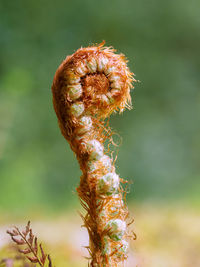 Close-up of plant