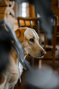 Close-up of dog