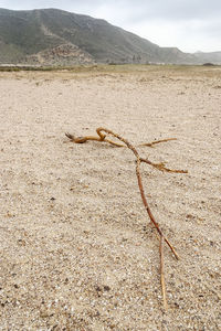 View of driftwood on landscape