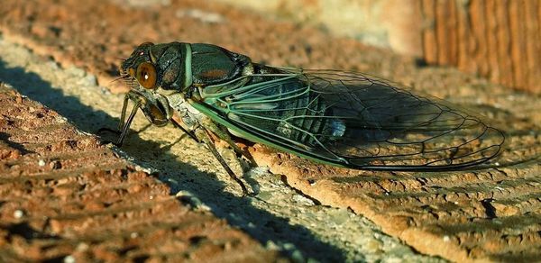 Close-up of insect