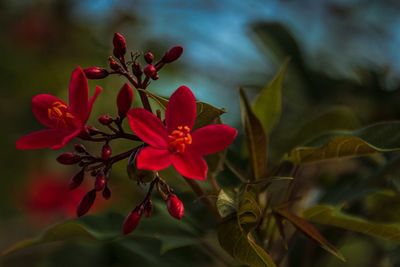 Close-up of red flower