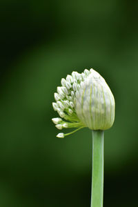 Close-up of onion flower