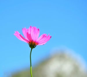 Close-up of pink flower against blue sky