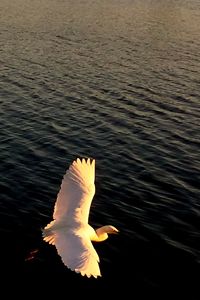 Close-up of swan in lake