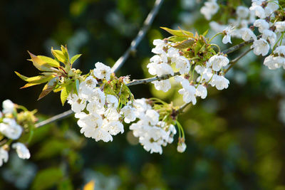 Close-up of white cherry blossoms in spring