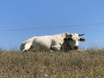 View of cow on field against sky