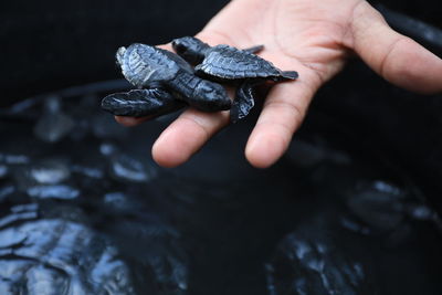 Close-up of human hand holding black background