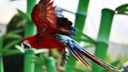 Close-up of parrot perching on leaf