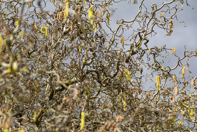 Low angle view of plants against sky