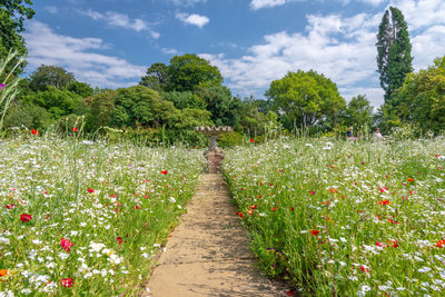 Scenic view of flowering plants against cloudy sky