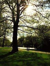 Trees in park