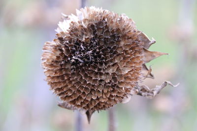 Close-up of wilted plant