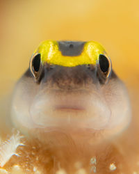 Elacatinus evelynae, the sharknose goby