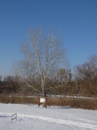 Bare trees on field against sky during winter