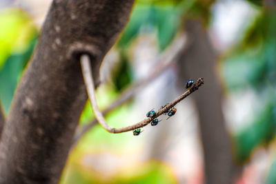 Close-up of lizard on tree trunk