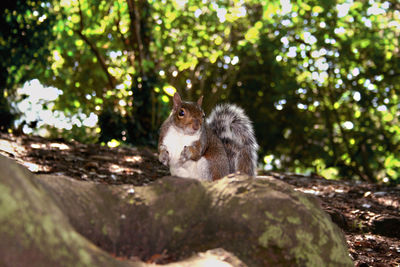 View of two cats sitting on tree