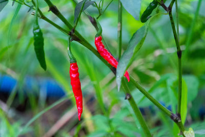 Close-up of red chili pepper plant