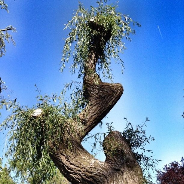 low angle view, tree, clear sky, blue, tree trunk, branch, growth, nature, sunlight, tranquility, tall - high, day, outdoors, no people, sky, copy space, beauty in nature, palm tree, built structure, tall