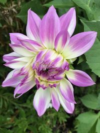 Close-up of pink flower blooming outdoors