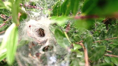 Close-up of spider on plant