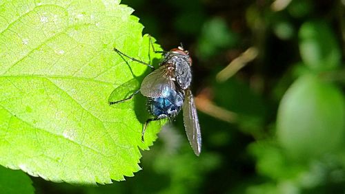 Close-up of insect on plant