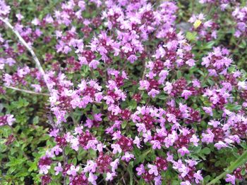 Close-up of pink flowering plants