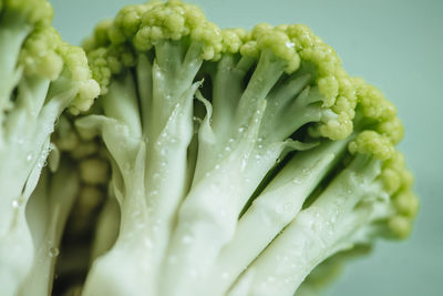 Close-up of wet leaf against white background