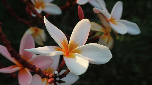 Close-up of white flowering plant