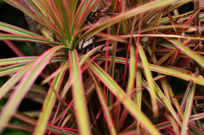 Full frame shot of plants