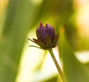 Close-up of flower blooming outdoors
