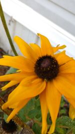 Close-up of yellow flower blooming outdoors