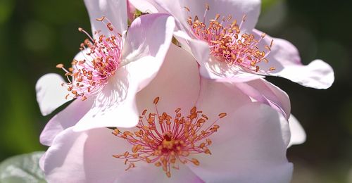 Close-up of white flower blooming on tree