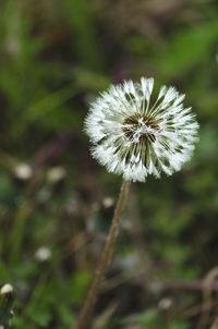 Close-up of white dandelion flower