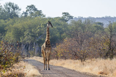 Giraffe on road