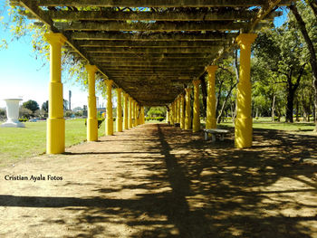 Shadow of trees in row