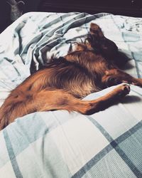 High angle view of dog sleeping on bed at home