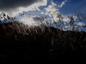 Low angle view of plants against sky