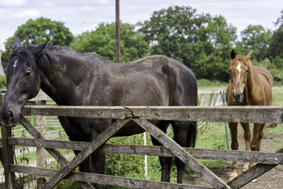 View of horse in ranch