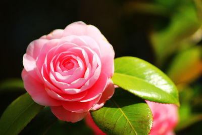 Close-up of pink rose