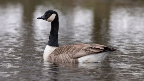 Duck swimming in a lake