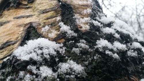 Close-up of plant