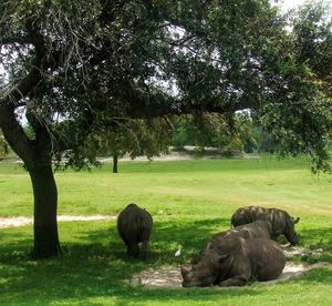 View of trees on field