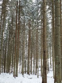 Trees in forest during winter