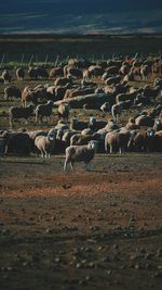 Aerial view of birds on land