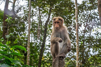 Monkey sitting in a forest