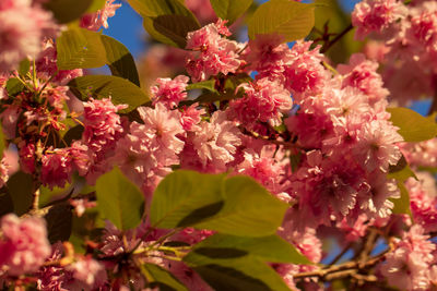 Close-up of pink flowering plant